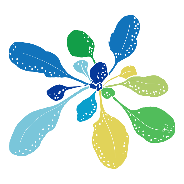 Arabidopsis leaf