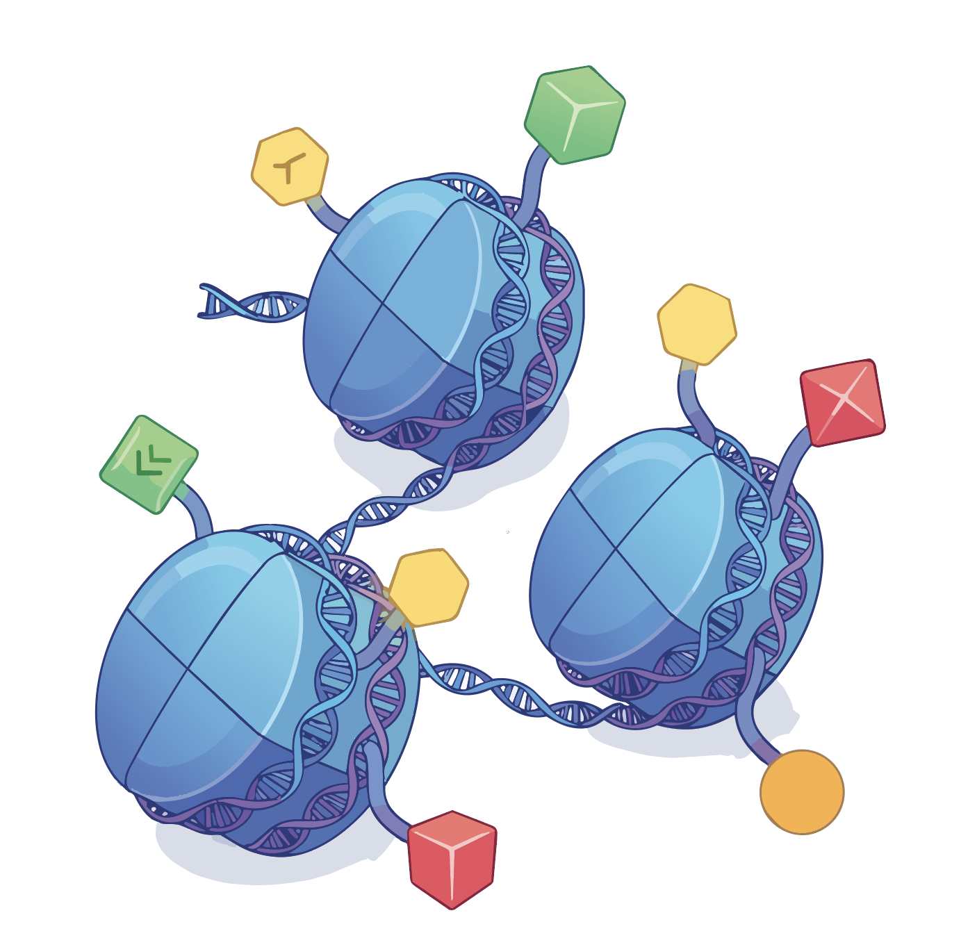 Diagram of chromatin modifications in genomic DNA
