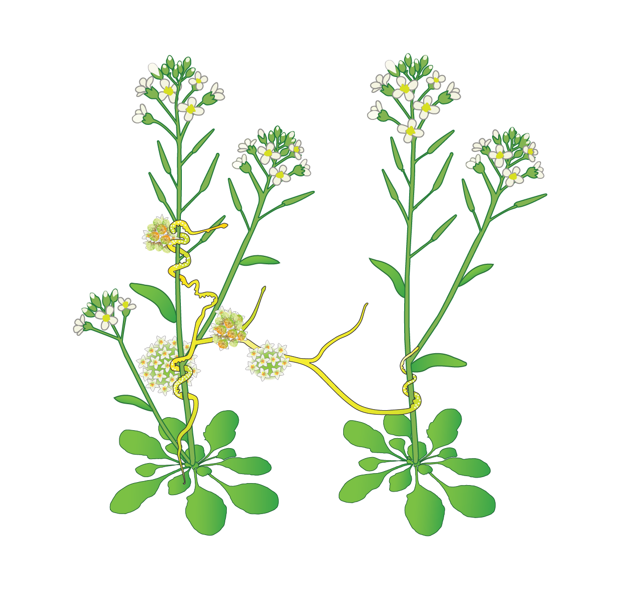 Cuscuta, a parasitic plant, flowering on its host