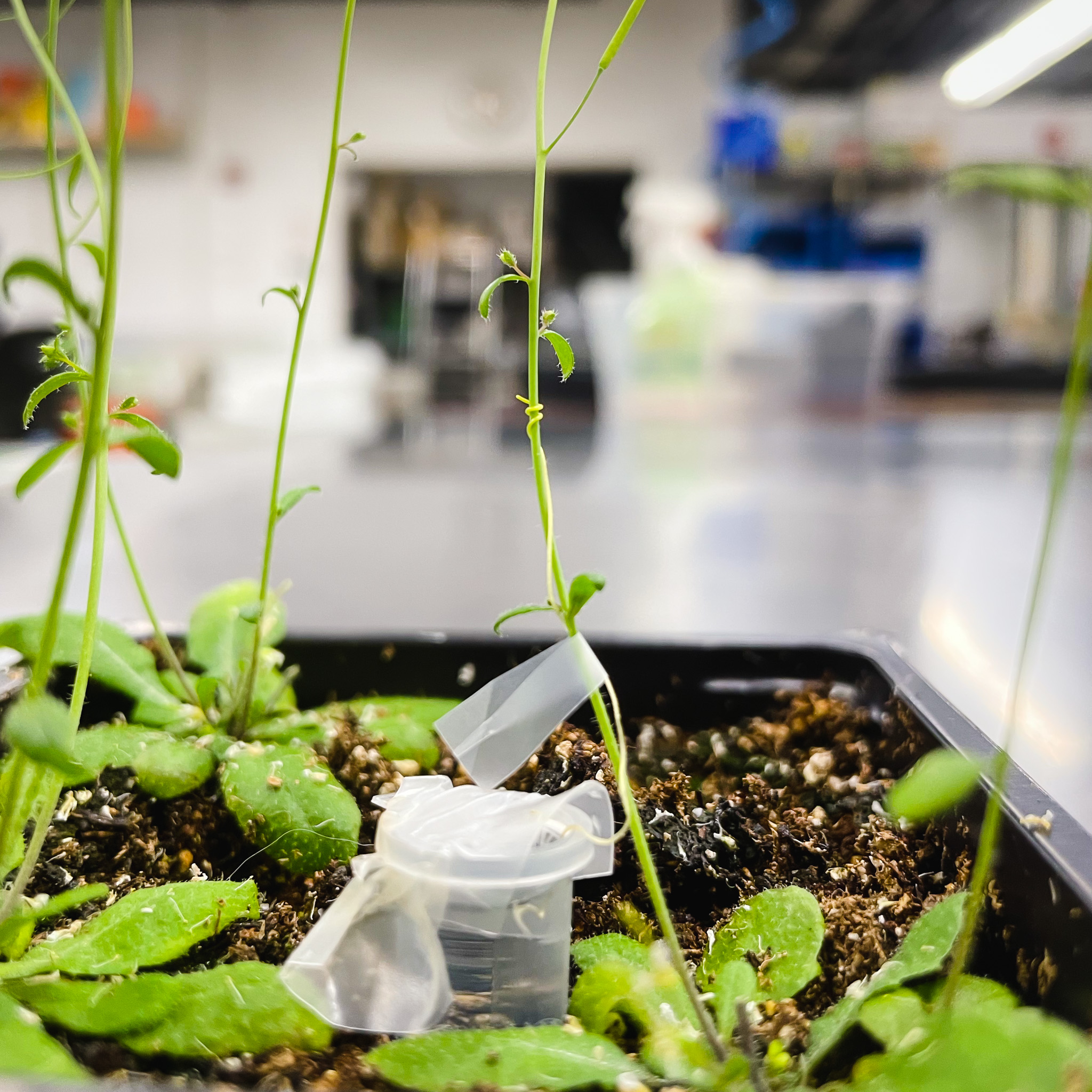 Cuscuta parasitizing Arabidopsis