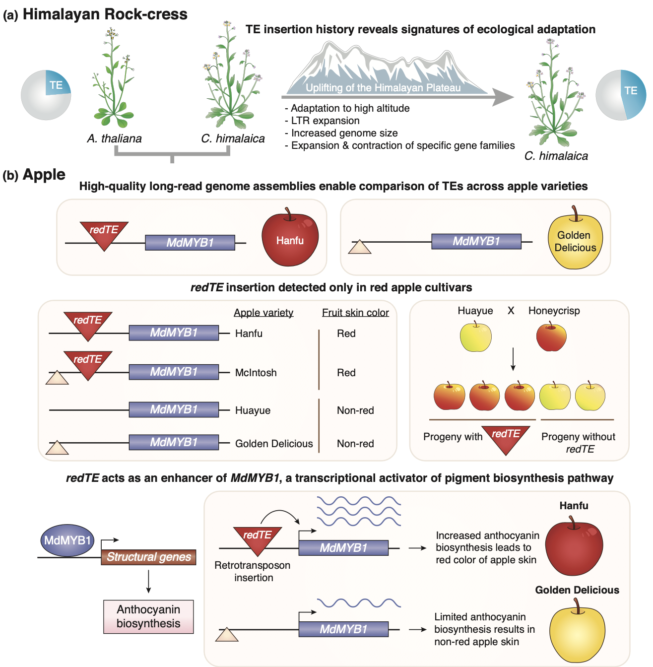 Thumbnail for "The current revolution in transposable element biology enabled by long reads
"