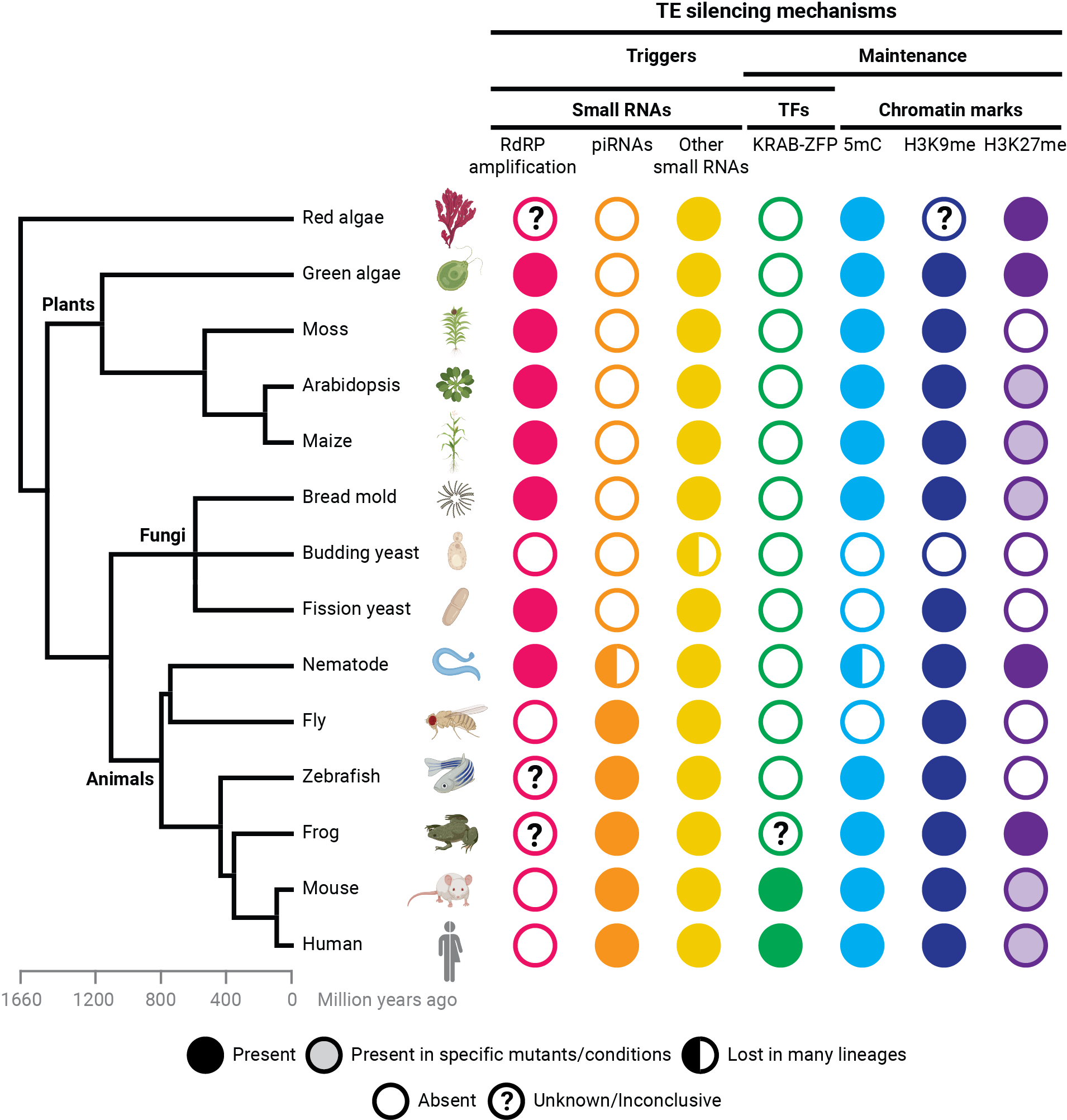 Thumbnail for "The epigenetic control of the transposable element lifecycle in plant genomes and beyond
"